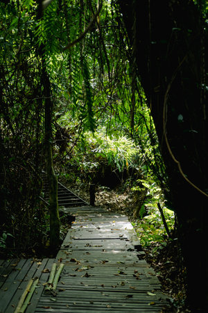 Phu Sang Waterfall Nature Trail. Sidewalk in Nature Landscape.