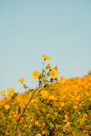 Mexican Sunflower with blue sky on the mountain. Close-up Tree Marigold or at Mae moh, Lampang,...
