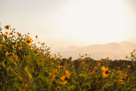 Mexican Sunflower with sunset on the mountain. Close-up Tree Marigold or at Mae moh, Lampang, Thailand. Beautiful landscape.の写真素材