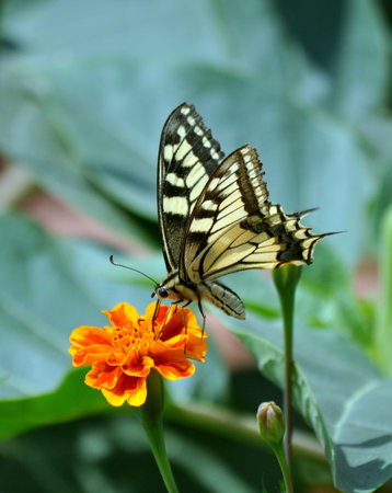 butterfly on flower, blurred background, Papilio machaon