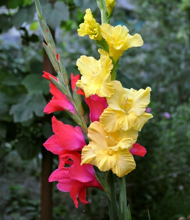 bouquet with gladiolusの写真素材