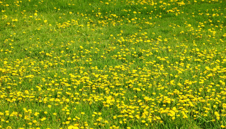 dandelion Sunny meadow