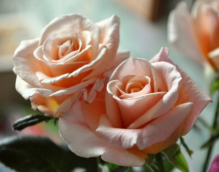 gorgeous bright pink rose closeupの写真素材
