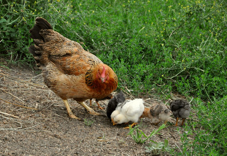 Hen with Chicksの写真素材