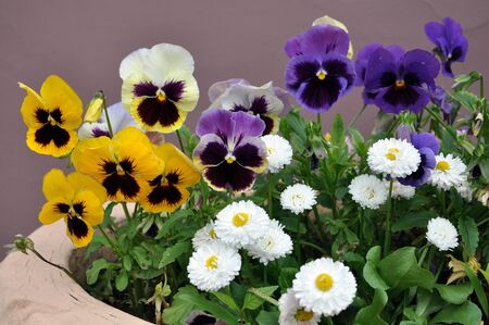 Violet Pansy closeup on blurred backgroundの写真素材