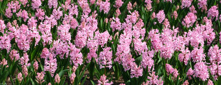 hyacinth pinkの写真素材