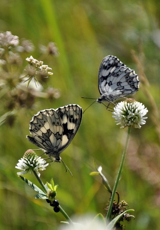 butterfly on flower, blurred backgroundの写真素材