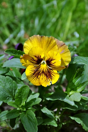 Violet Pansy closeup on blurred backgroundの写真素材