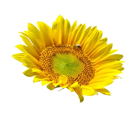 sunflower isolate on white backgroundの写真素材