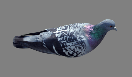 urban dove, gray, close-up isolated on white backgroundの写真素材