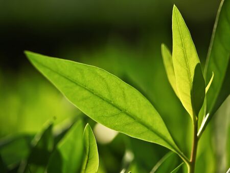 Green Tea  fresh leaves. Tea plantations.の写真素材