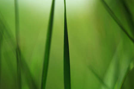 Spring Grass in Sun Light on backgroundの写真素材