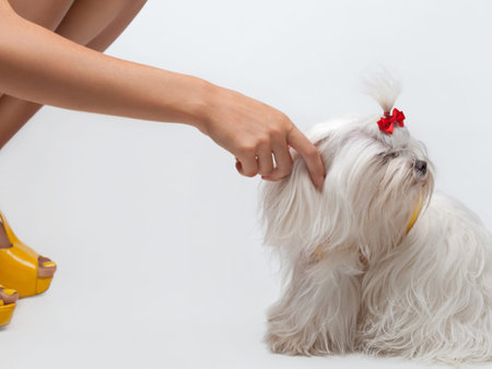 Funny dog. Maltese dog with red bow on head