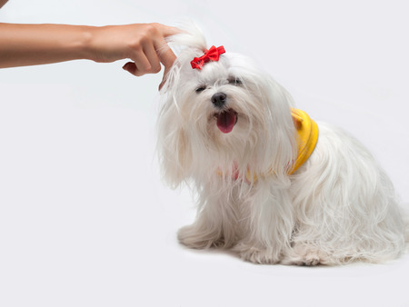 Funny Maltese dog with red bow on headの写真素材