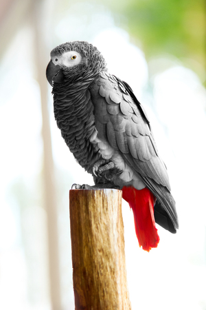 Birds, Animals. Closeup Portrait Of African Grey Parrot ( Psittacus Erithacus ) Or Jako. Travel To Thailand, Asia. Tourism.の写真素材