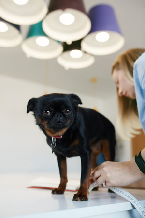 Woman Taking Measurements Of Dog's Body On Table In Light Contemporary Atelier.の写真素材