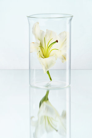 Laboratory. Transparent Glass With White Flower Lily On Table On White Background. High Resolution.の写真素材