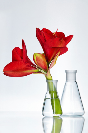 Red Flower With Water In Transparent  Laboratory Glass On White Background. High Resolution.の写真素材