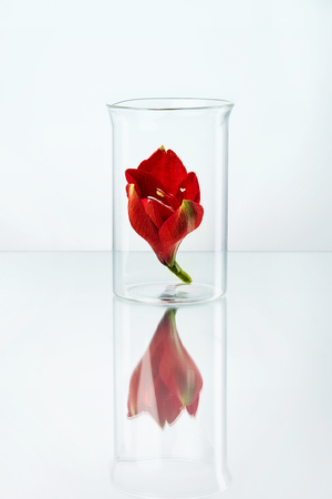 Red Flower In Transparent  Laboratory Glass On White Background. High Resolution.の写真素材