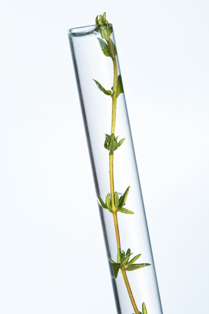 Laboratory Transparent Glass With Green Plant In Liquid On White Background. High Resolution.の写真素材