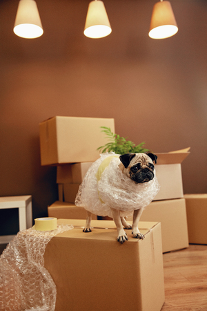 Moving House. Funny Dog On Carton Box In Room. High Resolution.