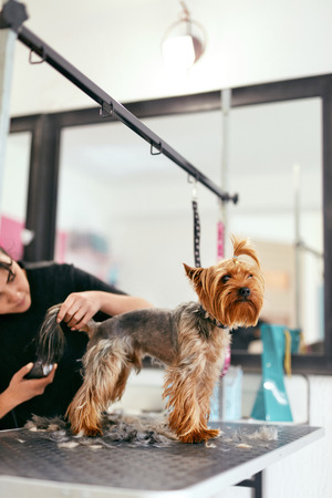Pet Grooming Salon. Dog Getting Hair Cut By Woman Groomer At Animal Spa Salon. High Resolutionの写真素材