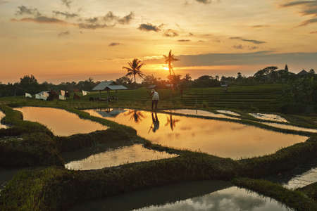 Rice Fields With Sunset Reflection In Water, Pererenan, Bali, Indonesia. Farmer Working On Terraced Tropical Landscape In Evening.の写真素材