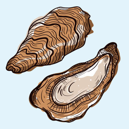 Oysters vector icon. Isolated illustration of an open and closed oyster. A seafood delicacy. Colored sketch of food. Fresh sea clam in the shell. Hand-drawn marine animal.のイラスト素材