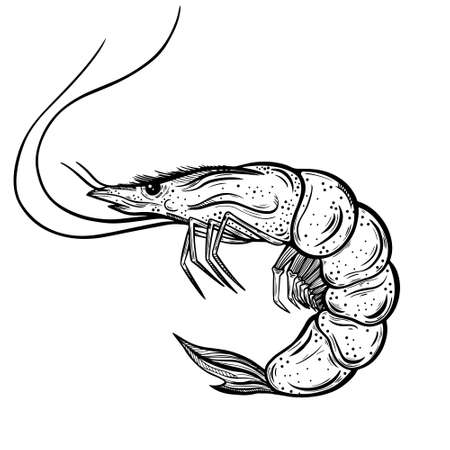 Fresh shrimp vector icon. Hand-drawn illustration isolated on white. Crustacean sketch. Sea animal in the shell. A seafood delicacy. The monochrome element can be used as a print, decoration.のイラスト素材