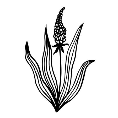 Garden flower vector icon. Hand-drawn doodle. Thick stem, long veined leaves, large elongated flower. Black and white element for decoration and design of cards, textiles, stationery, florist shops.のイラスト素材