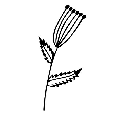 Herb with umbrella inflorescence vector icon. Hand-drawn doodle. A branch with round seeds, veined leaves. Botanical sketch. Black and white concept for decoration, design of cards, textiles, stationery, web.のイラスト素材