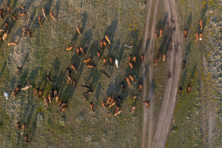 Herd of horses in the pasture. A group of animals feeds on grass near the road. Summer grazing of stallions. Domestic mares are resting, walking. Rural pets top view. Natural textured background.の写真素材