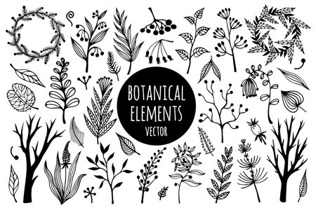 Flowers, branches, herbs vector collection. Hand-drawn doodles. The contours of wild plants with seeds, foliage. Monochrome concept for decoration, card design, textiles, packaging, eco cosmetics.のイラスト素材