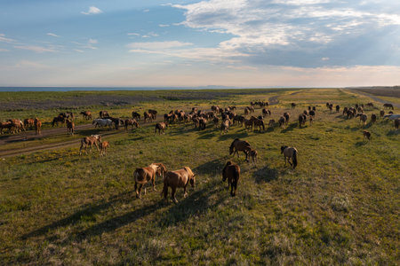 A herd of horses in the meadow. A group of stallions graze, eat grass. Summer walking of farm animals in nature. Domestic mares top view. Mammals in the wild. The nature of the tundra.の写真素材