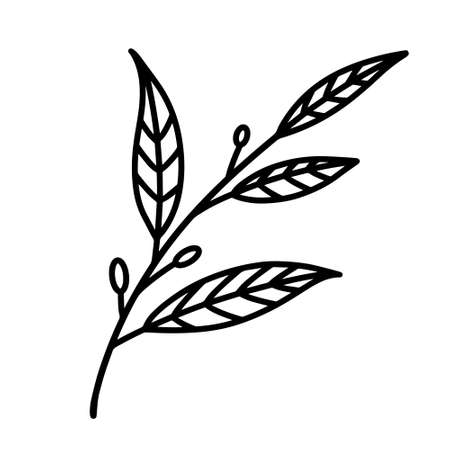 Branch with leaves, buds vector icon. Hand drawn illustration isolated on white backdrop. Outline of a spring twig with veiny leaves. Botanical sketch, nature clipart for decoration and designのイラスト素材