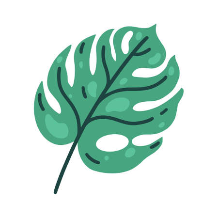Monstera Deliciosa leaf vector icon. Green tropical plant with spots, veins. Flat cartoon clipart, simple illustration isolated on white background. Botanical element for decoration, designのイラスト素材