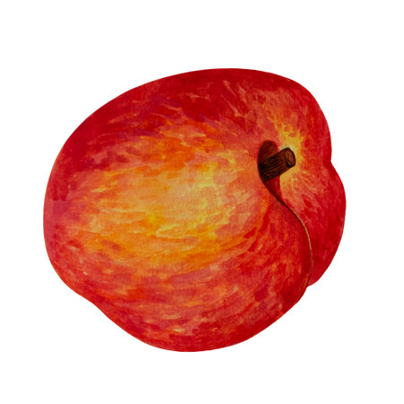 Ripe peach watercolor illustration. Hand drawn fresh tropical fruit isolated on white. Sweet garden nectarine on a stem. Summer exotic berry. Clipart for print, posters, cards, cosmetics, packageの写真素材