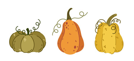 Colorful autumn pumpkins, vector icon set. Ripe farm gourds with curly stems. Festive garden vegetables for Halloween, Thanksgiving, holiday, fall party. Cartoon doodle, hand drawn isolated clipartのイラスト素材