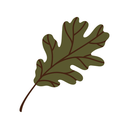 Oak leaf vector illustration. Hand drawn botanical clip art for seasonal decoration, cards, posters, print. Green leaf with detailed veins. Simple doodle isolated on white background. Colorful plantのイラスト素材