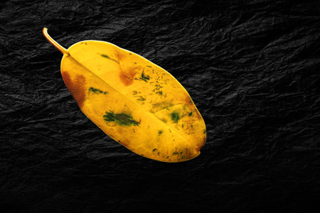 Yellow leaf on a black textured background. Fading, drying yellow leaf. Concept of life cycle speed...