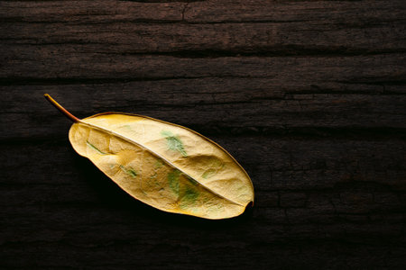 One yellow leaf on a dark wooden background. Fading, drying yellow leaf. Concept of life cycle speed...