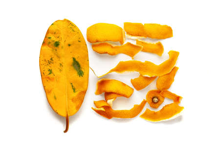 Yellow leaf and peel of mandarin on a white background. Fading, drying yellow leaf and tangerine peels. Concept of life cycle speed and aging problems. Object for creativity and design.の写真素材