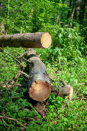 The logs are thrown in a forest glade. Felled trees in the forest. Planned deforestation.
