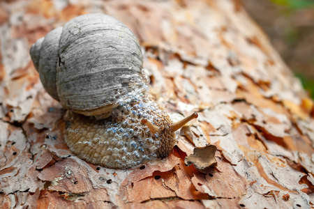Forest snail. Close-up of a snail crawling along the bark of a tree. Wildlife details.の写真素材