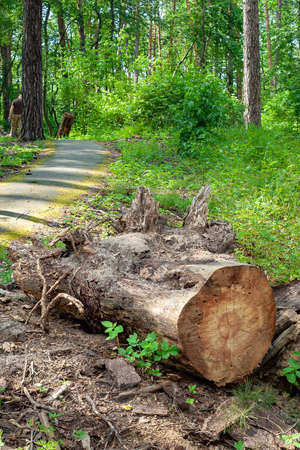 A thick log in a forest glade. Felled old trees in the forest. Planned deforestation.の写真素材