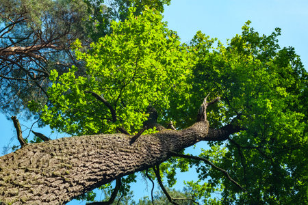 Crown and trunk of a tall tree against the sky. Abstract natural vegetative background. Template for...