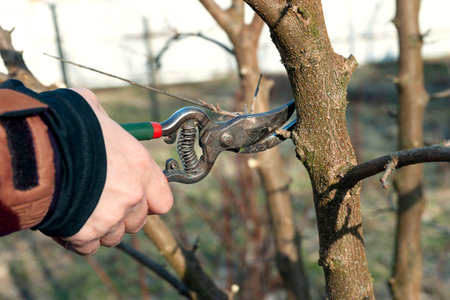 Spring pruning of garden trees. Man cuts the branches with a pruner. Pruning trees by hand. Spring...