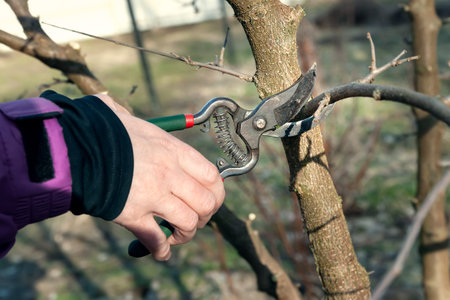 Spring pruning of trees. The gardener cuts the branches with a pruner. Pruning trees by hand. Spring...