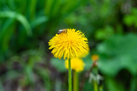 Yellow dandelions on a background of green grass. The bee is sitting on a young dandelion. Blooming...
