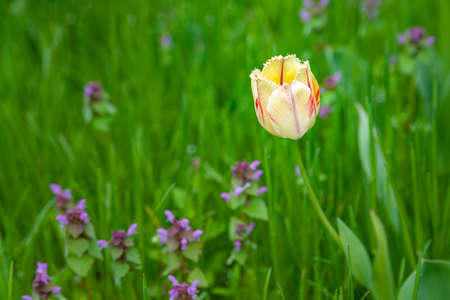Yellow-red tulip. Multicolored tulip on a blurred background of wild flowers and green grass. Selective soft focus. Blooming wild flowers.の写真素材
